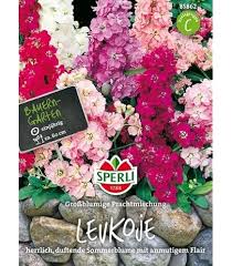 Image result for Levkoje