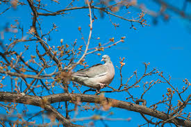 Attēlu rezultāti vaicājumam “Columba palumbus”