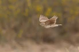 Attēlu rezultāti vaicājumam “Galerida cristata”