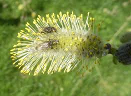 Attēlu rezultāti vaicājumam “Salix cinerea female flower”