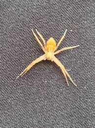 Attēlu rezultāti vaicājumam “Trichia longipalpis macro”