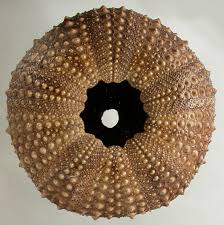 Image result for Mesocentrotus franciscanus