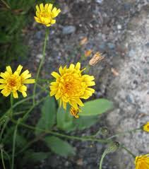 Attēlu rezultāti vaicājumam “Leontodon autumnalis”