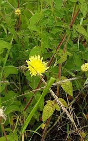 Attēlu rezultāti vaicājumam “Pilosella officinarum leaf”