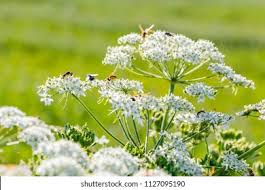 Attēlu rezultāti vaicājumam “Carum carvi flower”