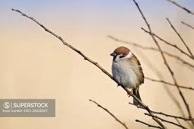 Attēlu rezultāti vaicājumam “Passer montanus adult”