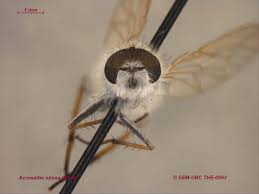 Attēlu rezultāti vaicājumam “Therevidae”