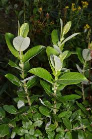 Attēlu rezultāti vaicājumam “Salix myrsinifolia leaf”