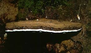 Attēlu rezultāti vaicājumam “Ganoderma applanatum”