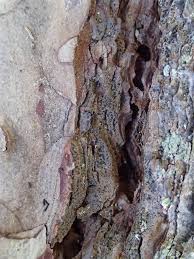 Attēlu rezultāti vaicājumam “Arthonia spadicea”