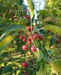 Attēlu rezultāti vaicājumam “Malus mandshurica”