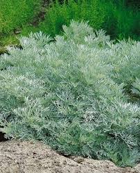 Attēlu rezultāti vaicājumam “Cnidium dubium”