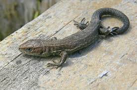 Attēlu rezultāti vaicājumam “Lacerta vivipara juvenile”