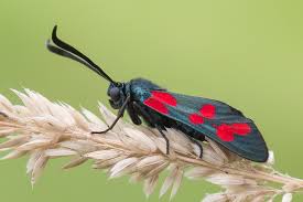 Attēlu rezultāti vaicājumam “Zygaena filipendulae exuvia”