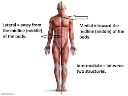 Image result for body midline