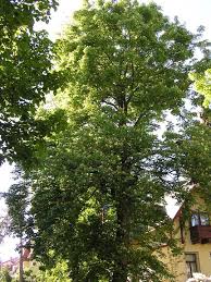 Attēlu rezultāti vaicājumam “Aesculus x hybrida”