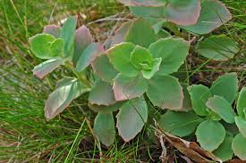 Attēlu rezultāti vaicājumam “Hylotelephium maximum leaf”