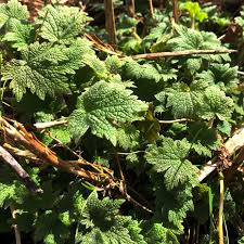 Attēlu rezultāti vaicājumam “Leonurus cardiaca leaf”