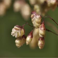 Attēlu rezultāti vaicājumam “Briza media bud”