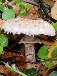 Attēlu rezultāti vaicājumam “Campylium protensum sporophyte”