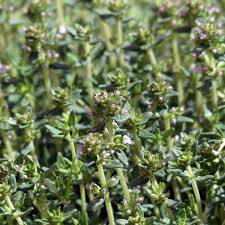 Image result for Thymian