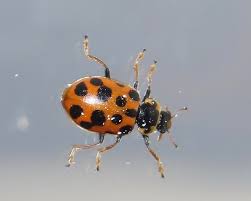 Attēlu rezultāti vaicājumam “Hippodamia tredecimpunctata”