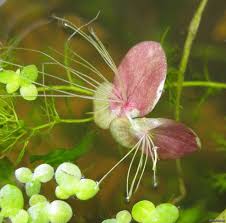 Attēlu rezultāti vaicājumam “Spirodela polyrhiza”