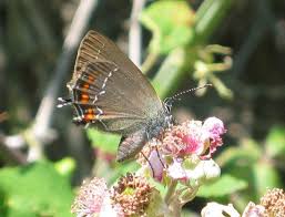 Attēlu rezultāti vaicājumam “Satyrium ilicis underside”