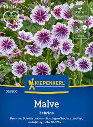Image result for Malva sylvestris 'Zebrina'