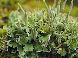 Attēlu rezultāti vaicājumam “Cladonia parasitica”