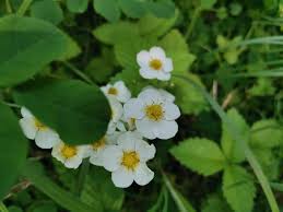 Attēlu rezultāti vaicājumam “Fragaria moschata flower”