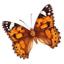 Attēlu rezultāti vaicājumam “Vanessa cardui”