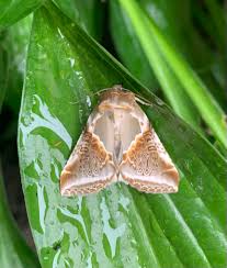 Attēlu rezultāti vaicājumam “Habrosyne pyritoides”