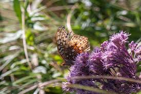 Attēlu rezultāti vaicājumam “Clossiana selene upperside”