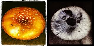 Attēlu rezultāti vaicājumam “Cribraria martinii spores”