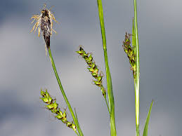 Attēlu rezultāti vaicājumam “Carex pilosa leaf”
