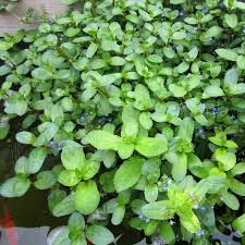 Attēlu rezultāti vaicājumam “Veronica beccabunga leaf”