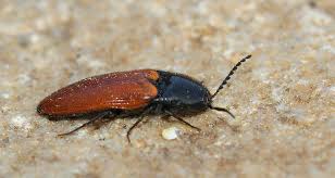 Attēlu rezultāti vaicājumam “Ampedus sanguineus”