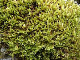 Attēlu rezultāti vaicājumam “Neckera crispa”