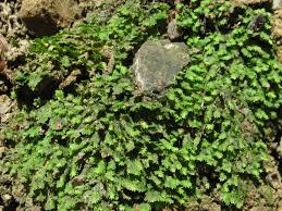 Attēlu rezultāti vaicājumam “Fissidens taxifolius”