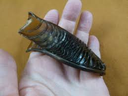 Image result for Cephaloscyllium laticeps
