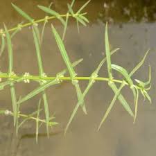 Attēlu rezultāti vaicājumam “Cribraria aurantiaca stalked”