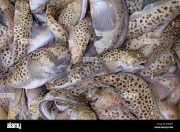 Image result for Anarhichas minor