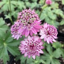 Attēlu rezultāti vaicājumam “Astrantia major”