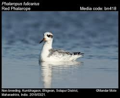 Attēlu rezultāti vaicājumam “Phalaropus fulicarius adult”