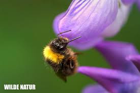 Attēlu rezultāti vaicājumam “Mononychus punctumalbum”