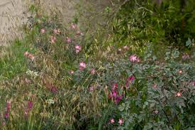 Attēlu rezultāti vaicājumam “Rosa glauca”