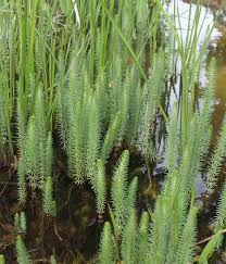 Attēlu rezultāti vaicājumam “Hippuris vulgaris leaf”