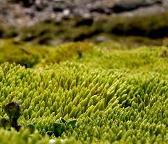 Attēlu rezultāti vaicājumam “Bryum schleicheri”
