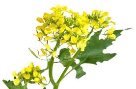 Attēlu rezultāti vaicājumam “Sinapis alba”